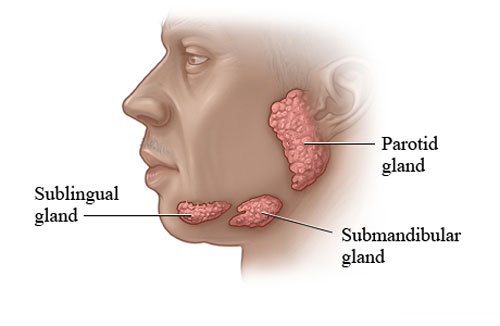 Saliva is produced in 3 types of glands in your mouth.